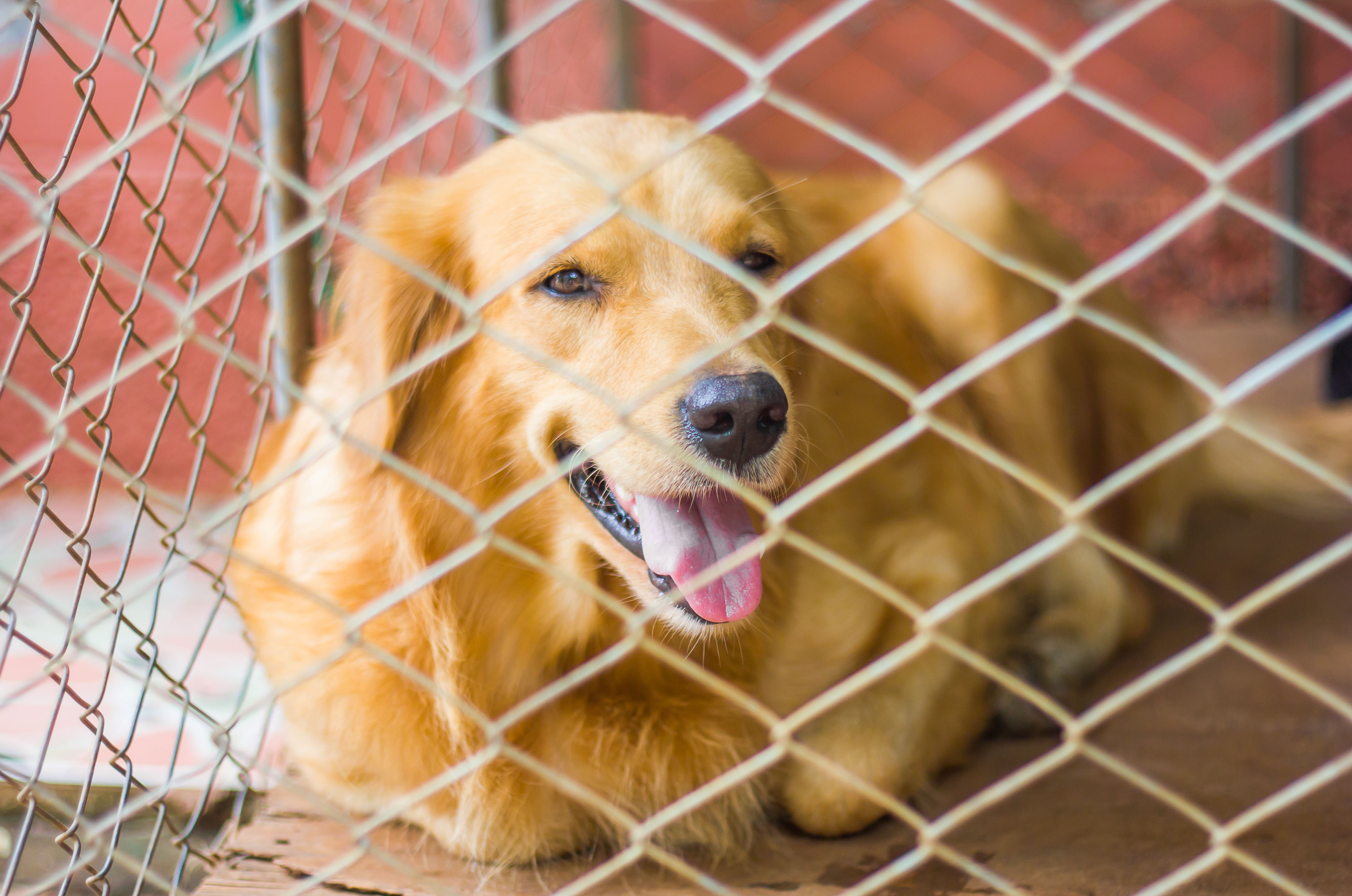 Tierheim Hund adoptieren Vorüberlegungen & Eingewöhnung